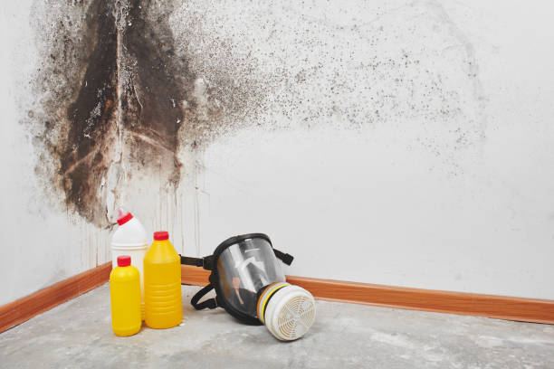 Best Office Mold Removal Services  in Rio, VA