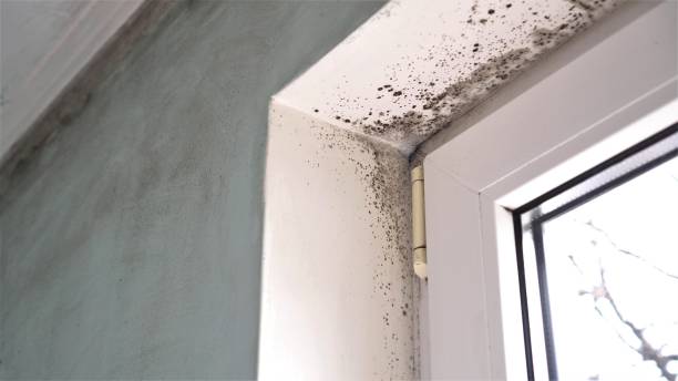 Best Attic Mold Removal  in Rio, VA