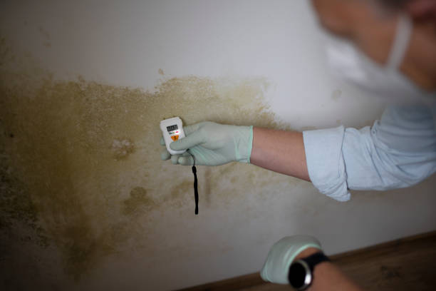 Best Attic Mold Removal  in Rio, VA