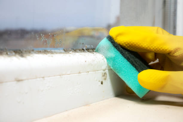 Best Mold Testing  in Rio, VA