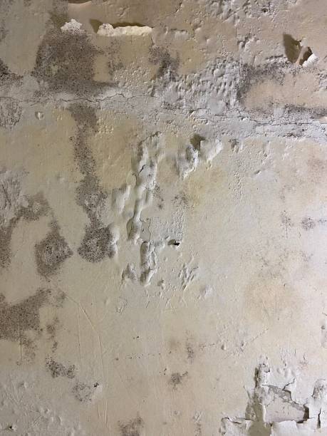 Best Mold Testing  in Rio, VA