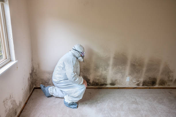Best Professional Mold Removal  in Rio, VA