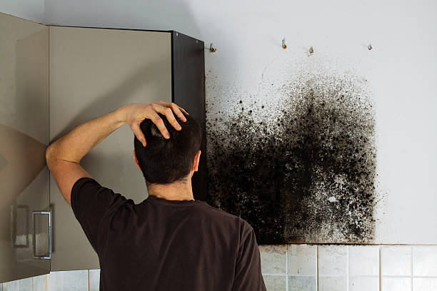 Best Mold Remediation Services  in Rio, VA