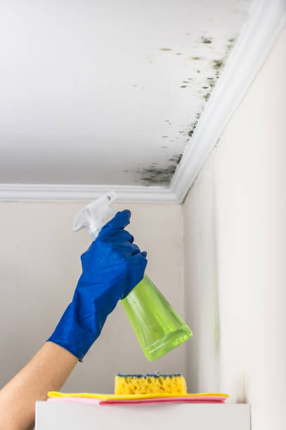 Best Commercial Mold Removal  in Rio, VA