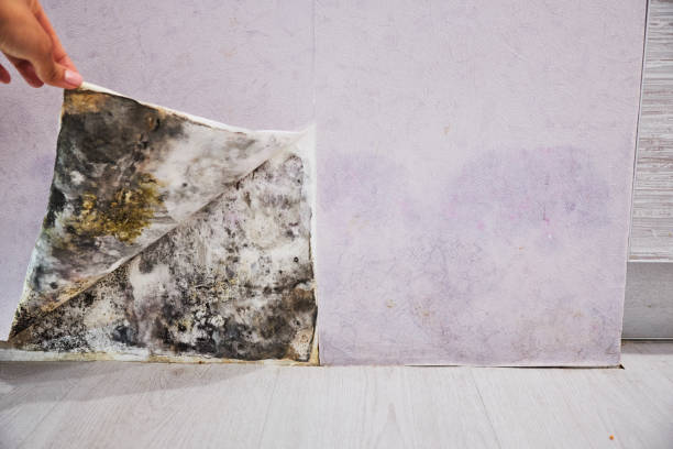 Best Affordable Mold Removal  in Rio, VA
